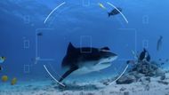 All The Sharks, Image Source - Netflix